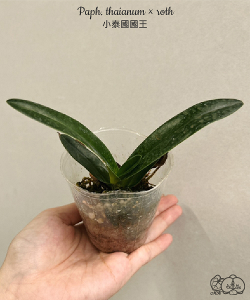 美琪園藝Miki Orchid - 批發專區